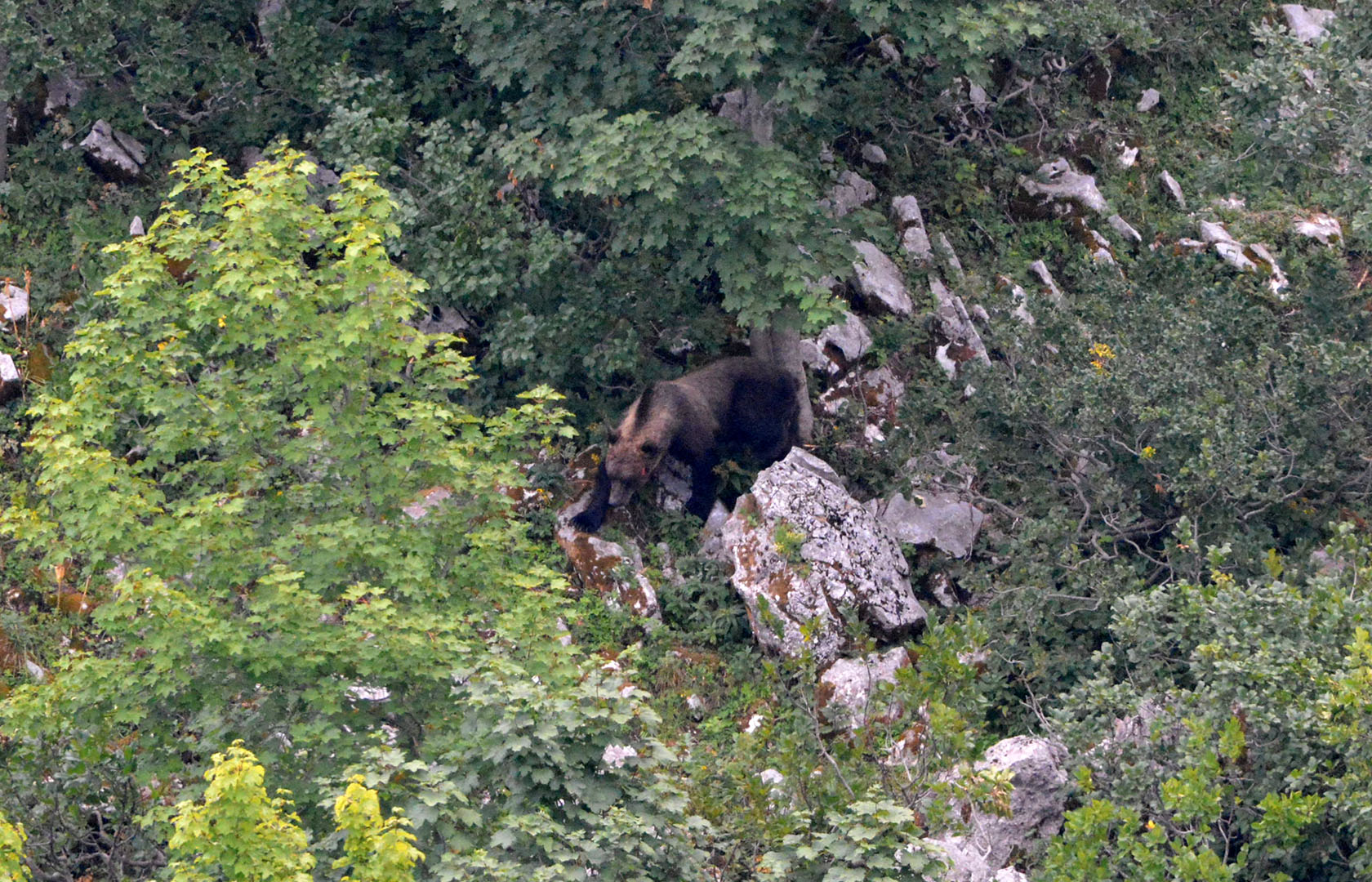 Orso marsicano