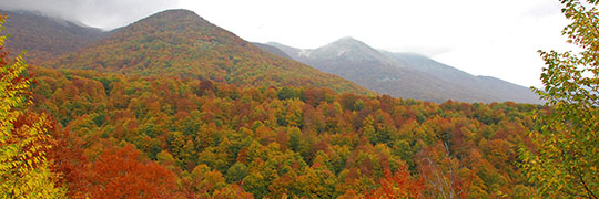 Cento colori: il bosco